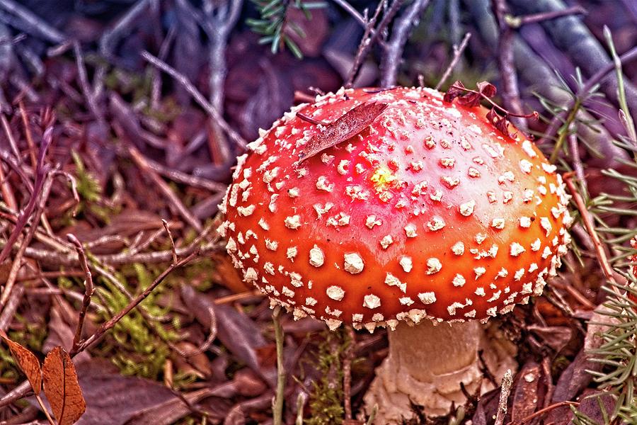 A Fungus Among Us Photograph by David Desautel
