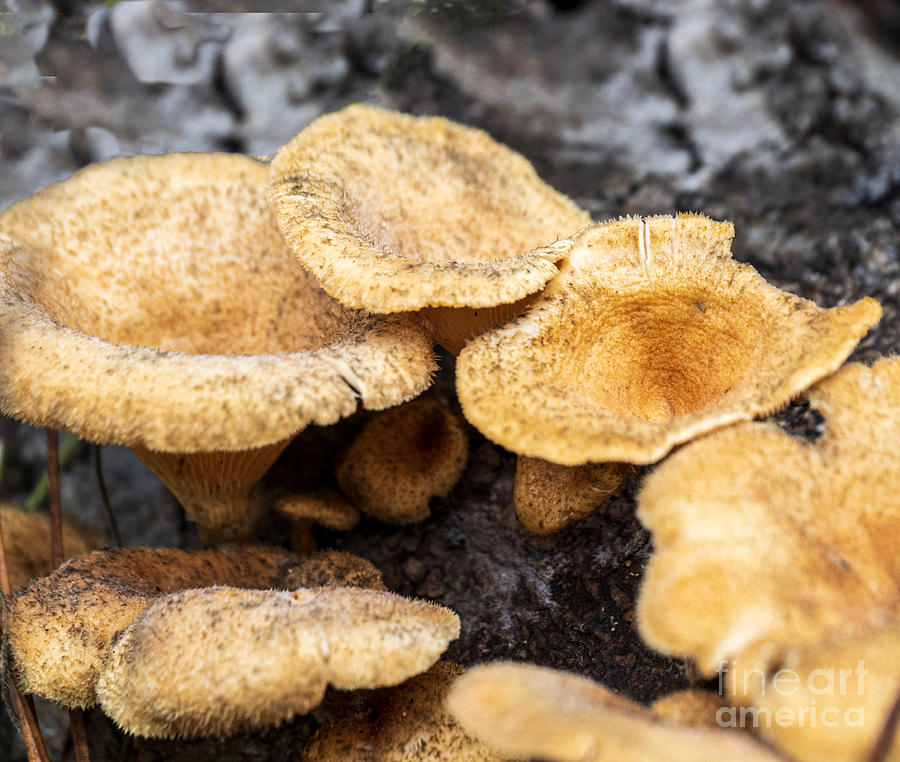A Funnel Shaped Woodland Mushroom Photograph by L Bosco