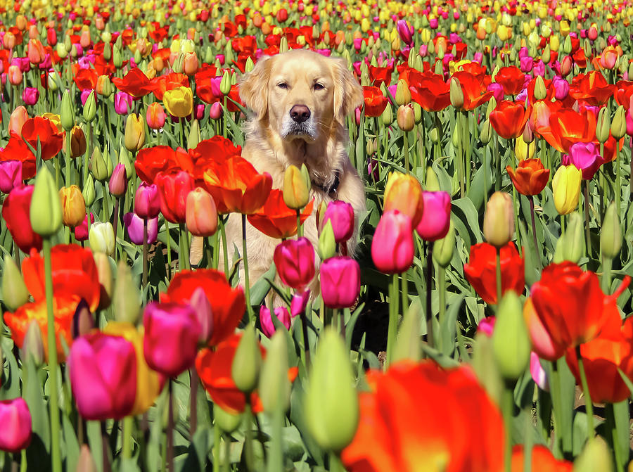 A Furry Tulip Photograph by Kristin Ann Jones - Fine Art America