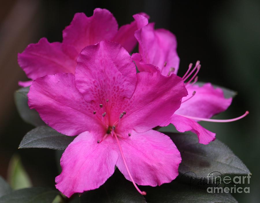 A Fuschia Azalea Bursts Forth In The Spring Photograph by Philip And Robbie Bracco