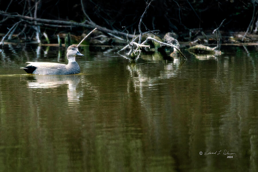 A Gadwall Swims Photograph by Ed Peterson A Gadwall Swims Photograph by Ed Peterson