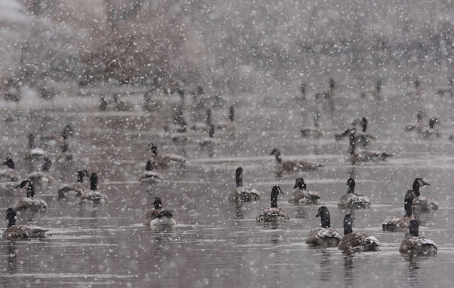 A Gaggle of Geese in the Snowfall - Grand River, Eaton Rapids, Michigan USA - Photograph by Edward Shotwell A Gaggle of Geese in the Snowfall - Grand River, Eaton Rapids, Michigan USA - Photograph by Edward Shotwell