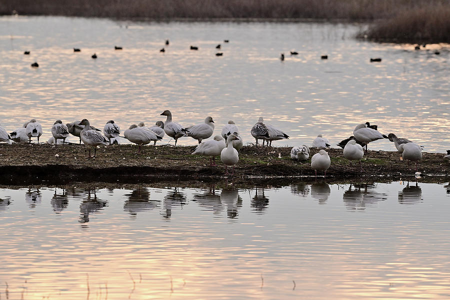 A Gaggle of Geese - Sacramento NWR Photograph by Amazing Action Photo Video