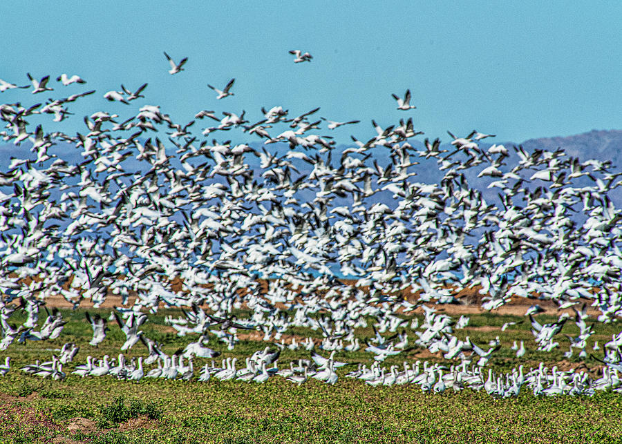 A Gaggle of Snow Geese Photograph by Daniel Hebard
