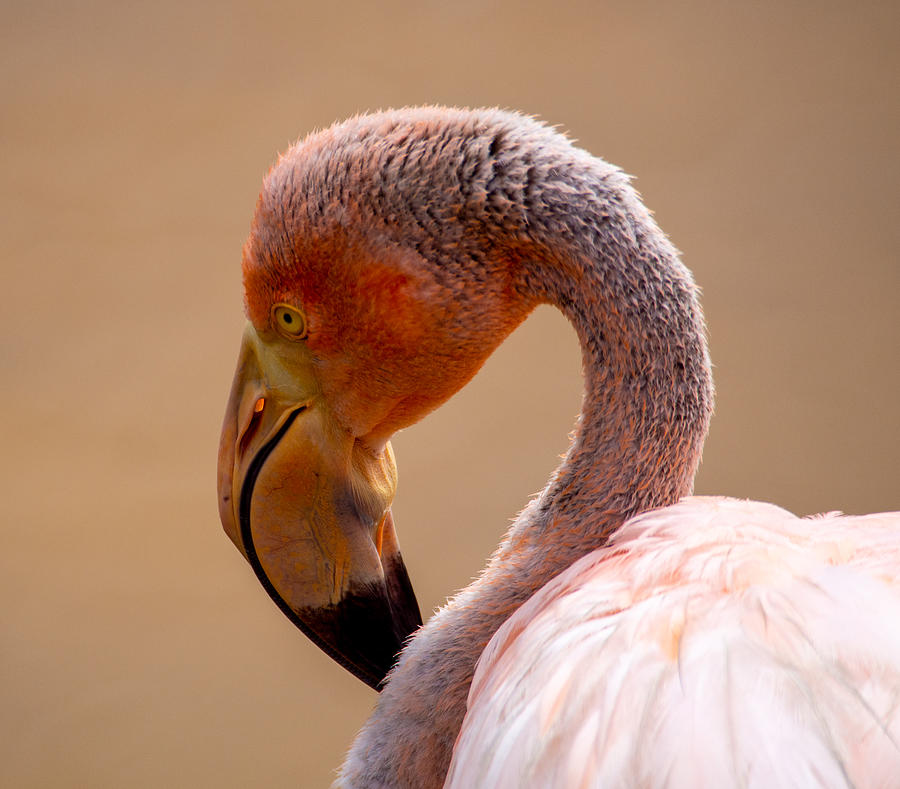 A Galapagos Flamingo Photograph by L Bosco