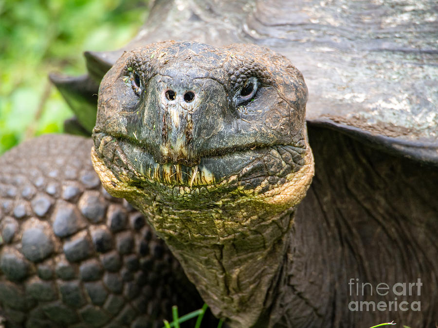 A Galapagos Tortoise  at The Ranch Manzanillo Preserve Photograph by L Bosco