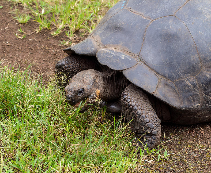 A Galapagos Tortoise Eating Lunch at the Ranch Manzanillo Preserve Photograph by L Bosco