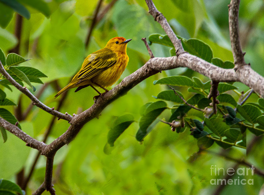 A Galapagos Yellow Warbler Photograph by L Bosco