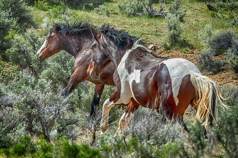 A Game of Chase - South Steens Mustangs Photograph by Belinda Greb