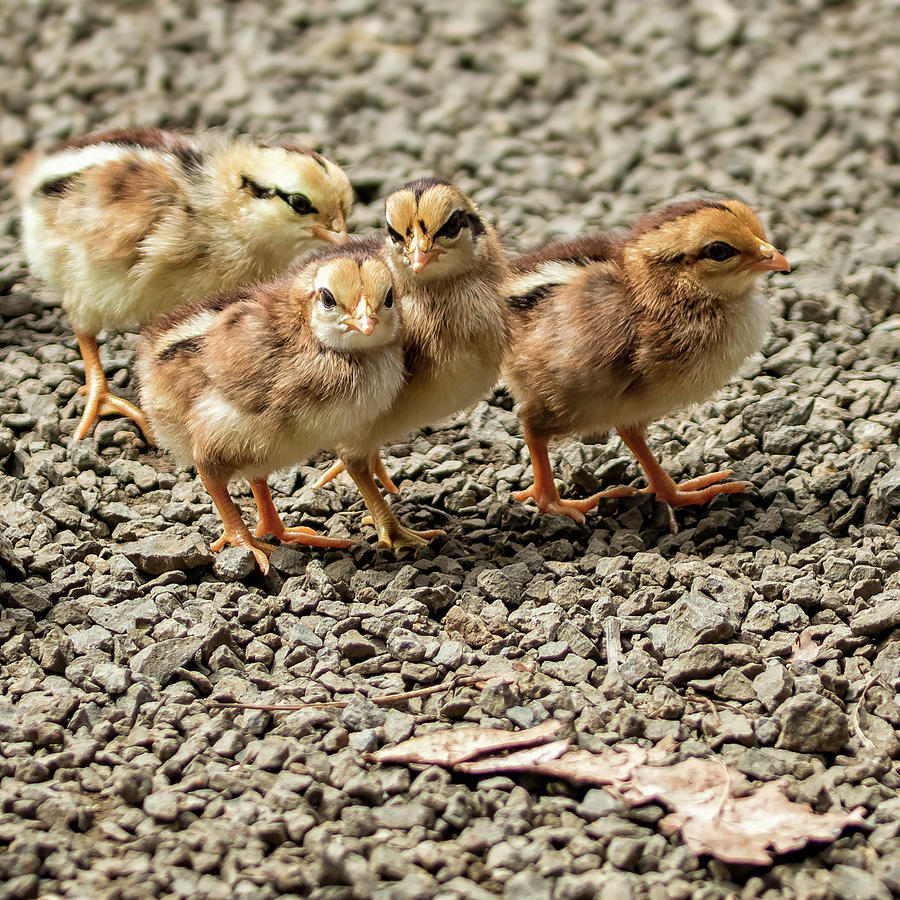 A Gang of Chicks Photograph by Belinda Greb