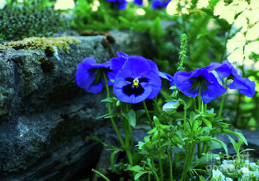 A garden pansy flower, against wall Photograph by Pics By Tony