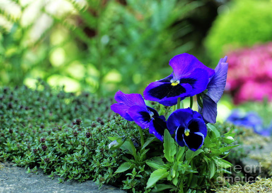 A garden pansy flower, taken using a Nikon D5100 Photograph by Pics By Tony