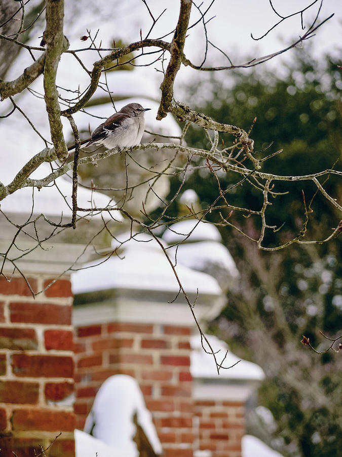 A Garden Wall and a Bird Photograph by Rachel Morrison