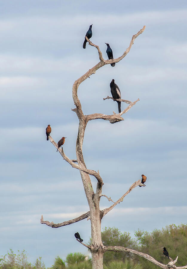 A Gathering of Feathered Friends Photograph by Rebecca Herranen A Gathering of Feathered Friends Photograph by Rebecca Herranen