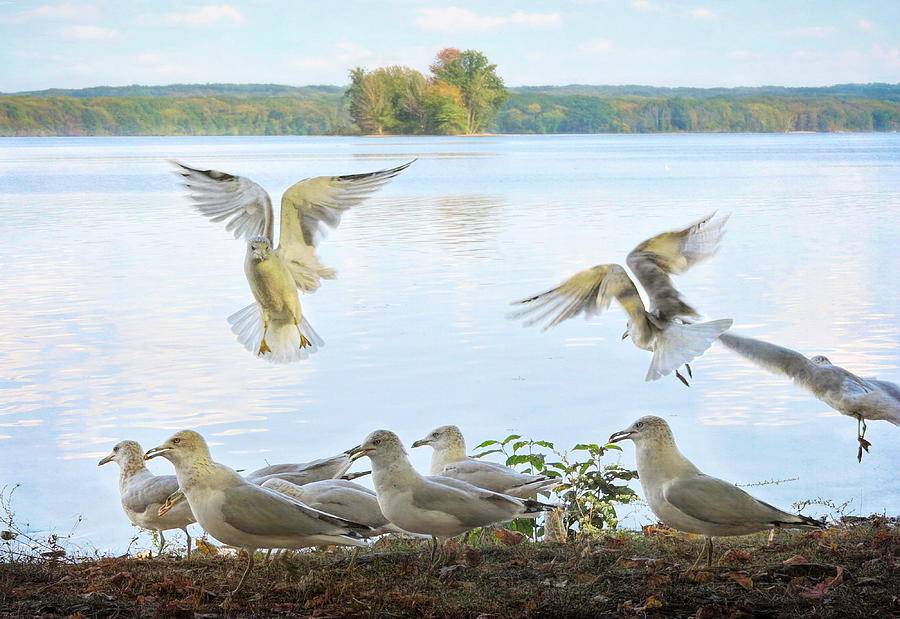 A Gathering of Gulls Photograph by Susan Hope Finley