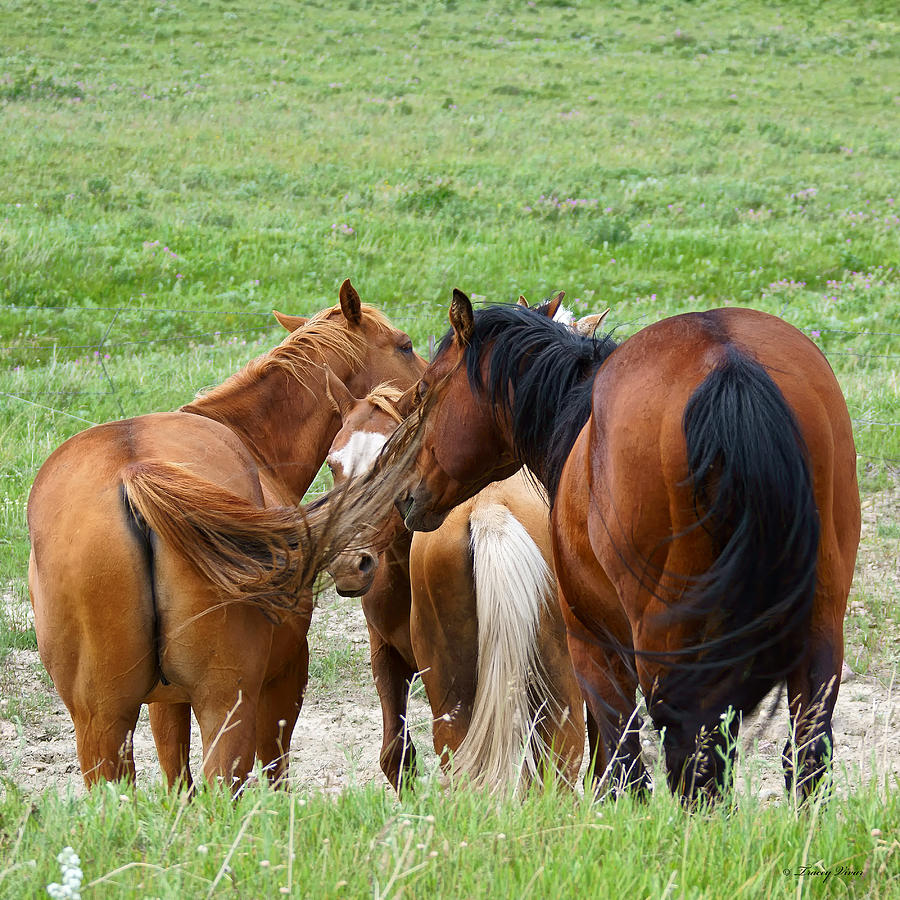 A Gathering of Horses, Three Tails Photograph by Tracey Vivar