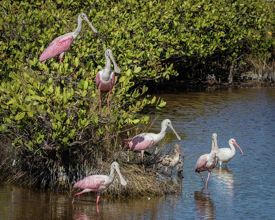 A Gathering of Spoonbills Photograph by Dawn Currie