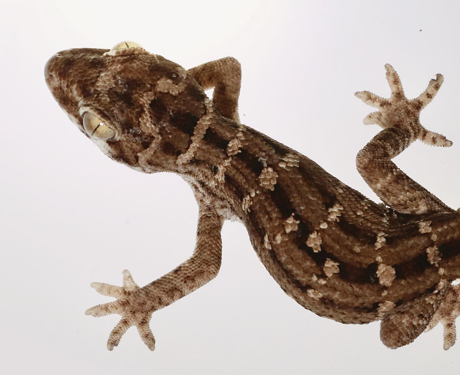 A gecko with reduced adhesive toe pads, the viper gecko Photograph by ...