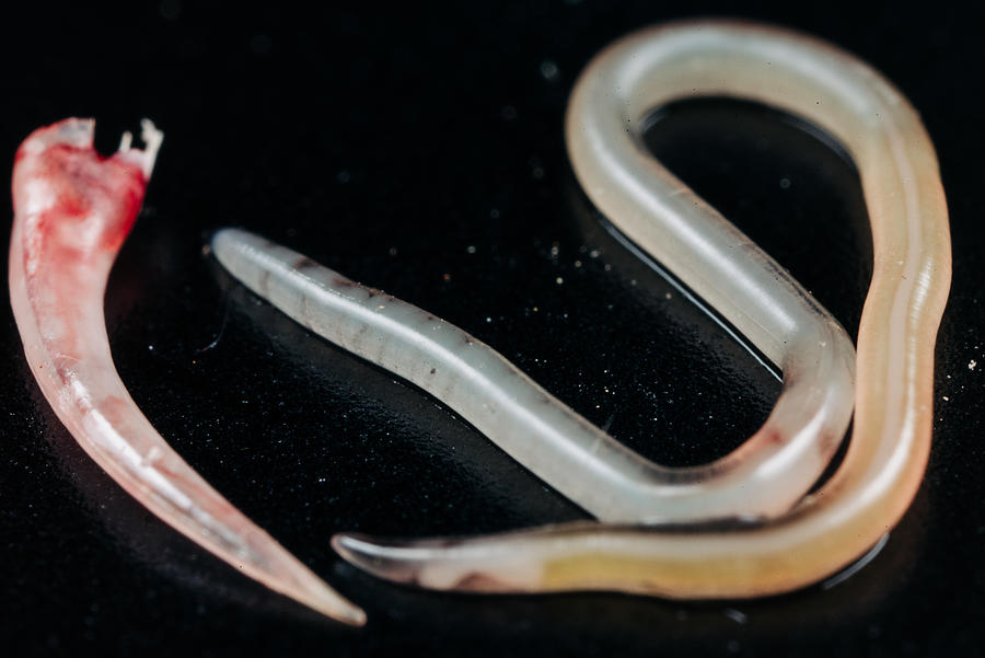 A Gel-like Parasite Near A Snake Long Teeth Photograph by Long Zhiyong