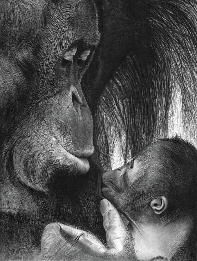 Wildlife Drawing - A Gentle Touch  by JPW Artist
