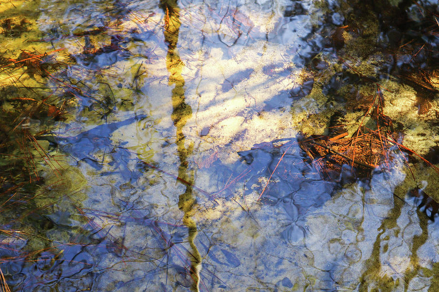 A George L. Smith Park Puddle Photograph by Ed Williams
