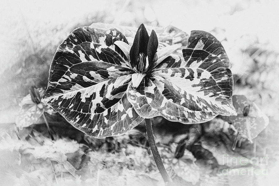 A Georgia Little Sweet Betsy - Black And White Digital Art by Anthony Ellis