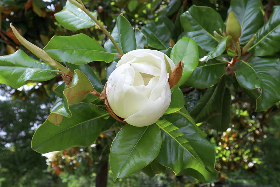 A Georgia Magnolia Pose Photograph by Ed Williams