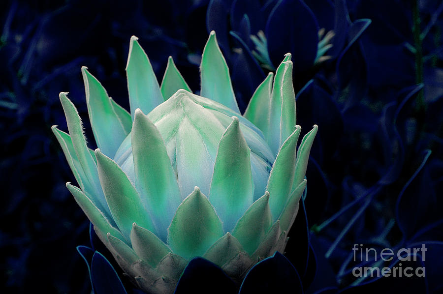 A giant protea flower with and eerie blue tint. Photograph by Gunther Allen