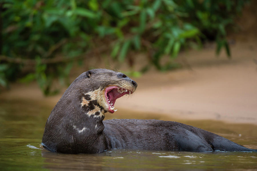 A Giant river otter Photograph by Sergio Pitamitz - Fine Art America