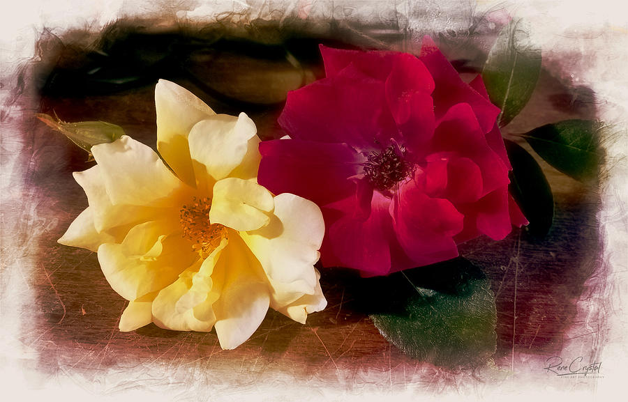 A Gift From My Garden Photograph by Rene Crystal