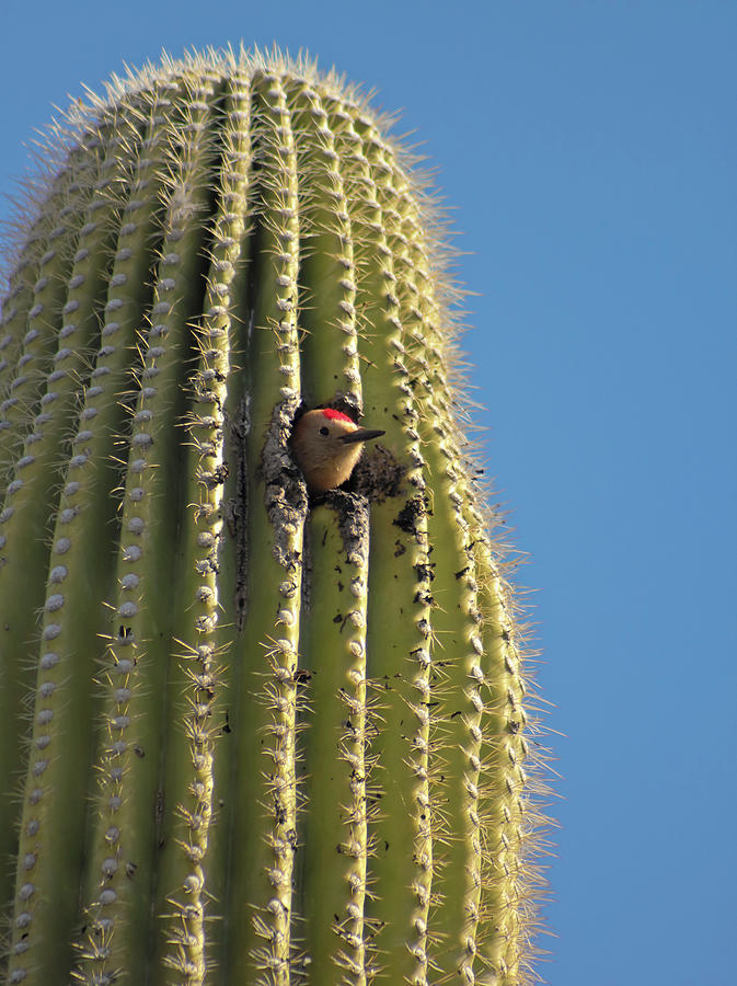 A Gila Woodpecker In A Saguaro, Tucson, Az, Usa Photograph