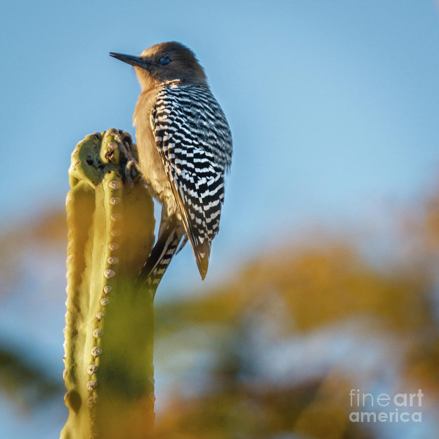 A Gila Woodpecker Photograph by Robert Bales