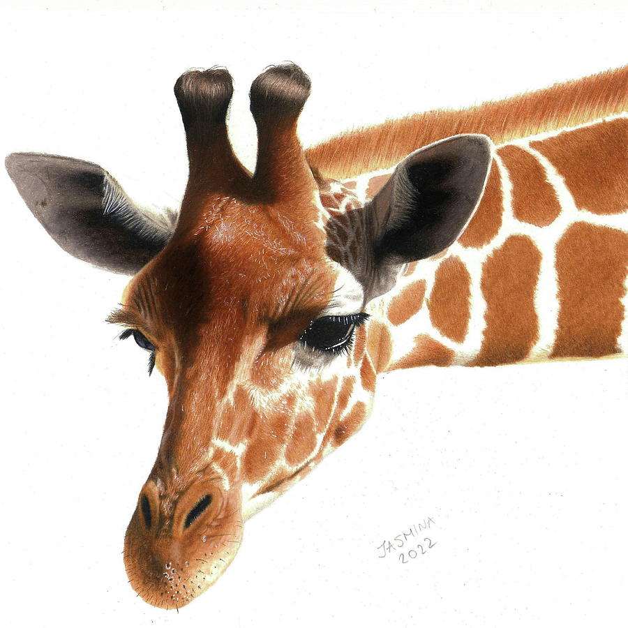 A Giraffe - Colored Pencil Drawing Drawing By Jasmina Susak - Fine Art ...