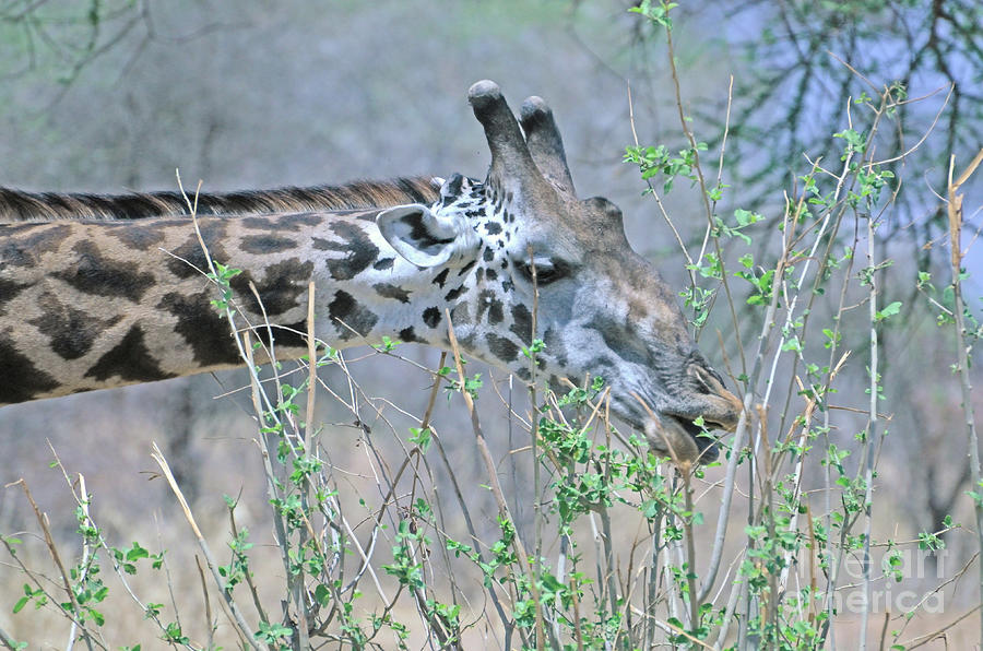 A Giraffe Stretching To Eat Some Leaves, Tanzania Photograph by Tom Wurl