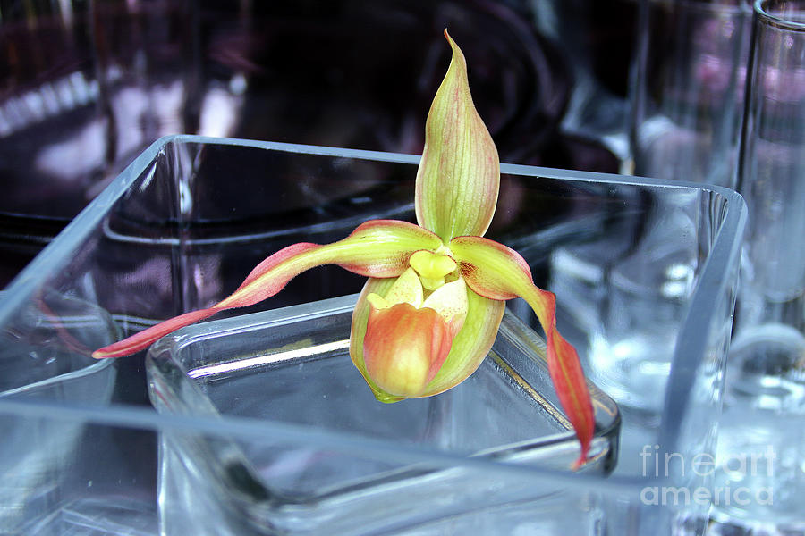 Orchid Photograph - A Glass Act by Michael May