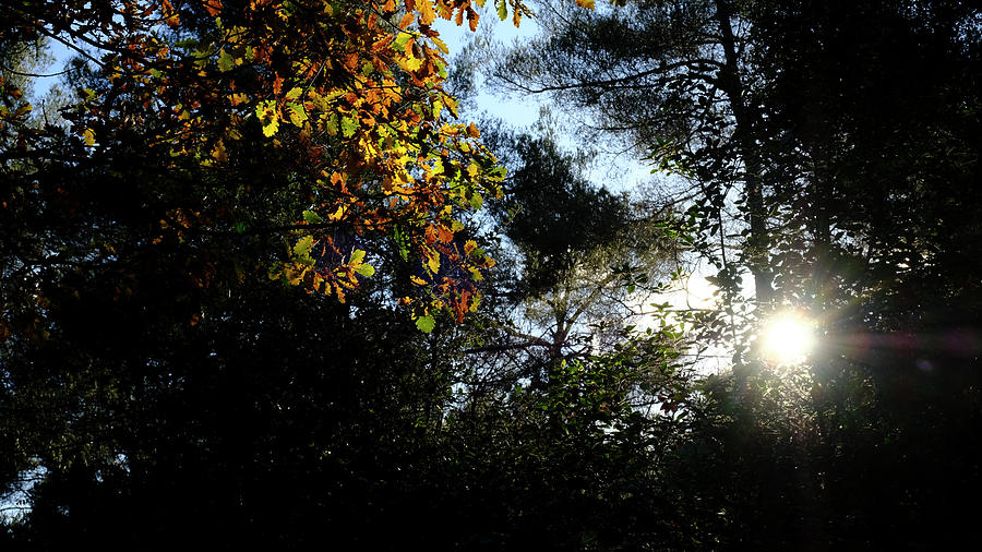 A Glimpse of Light by August Timmermans A Glimpse of Light by August Timmermans