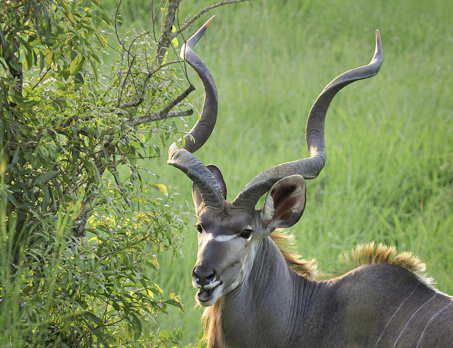 A Glimpse of the Elusive Kudu Photograph by Rebecca Herranen A Glimpse of the Elusive Kudu Photograph by Rebecca Herranen