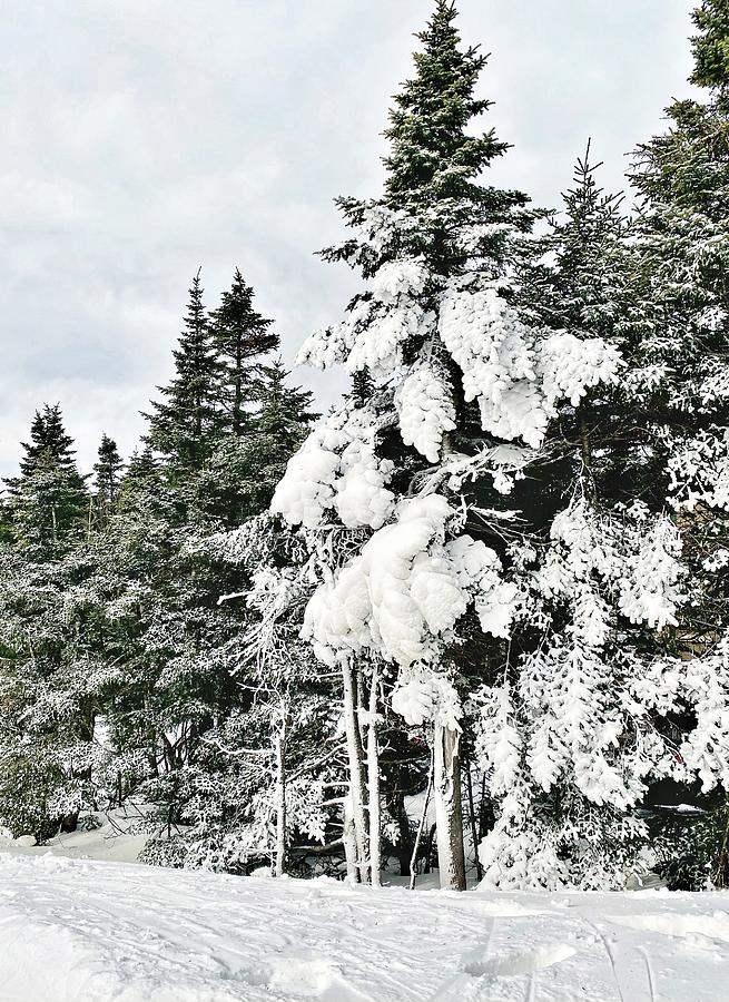 A glimpse of winter Photograph by Monika Salvan A glimpse of winter Photograph by Monika Salvan