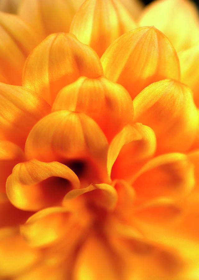 A Glorious Golden Dahlia Closeup Photograph by Johanna Hurmerinta