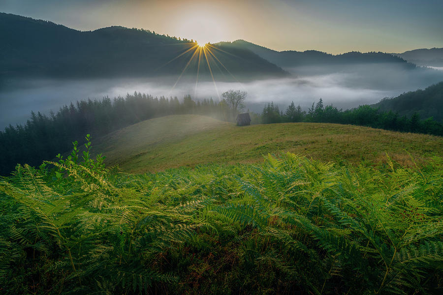 A glorious morning Photograph by Cosmin Stan