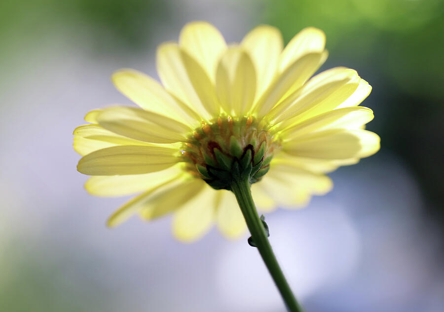 A Glorious Yellow Daisy Photograph by Johanna Hurmerinta