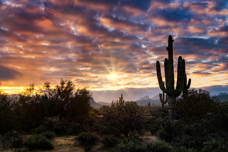 A Glorius Morning In The Sonoran Photograph by Saija Lehtonen - Fine ...