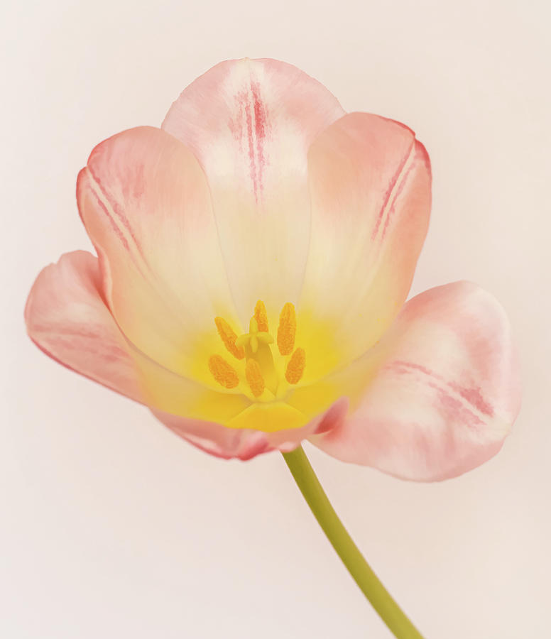 A Glowing Tulip Photograph by Sylvia Goldkranz