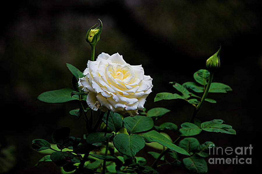 A Glowing White Rose, Just For You Photograph by Al Bourassa