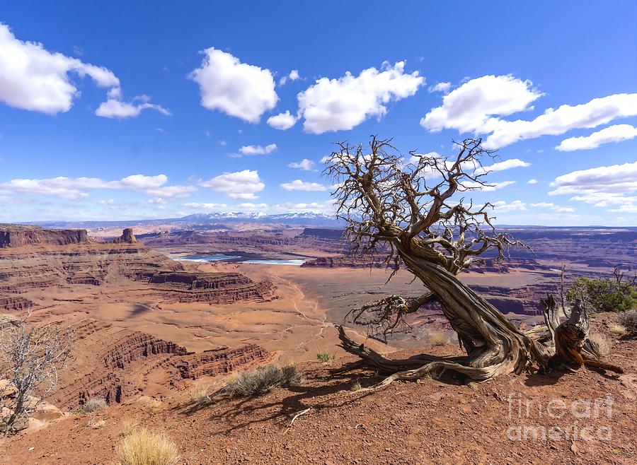 A gnarled Juniper tree, salt evaporation ponds and the La Sal Mountains at Dead Horse Point State Park, Moab, Utah USA Photograph by William Kuta