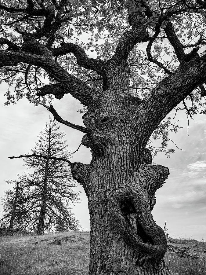 A Gnarly Oak Stands Tall Photograph by Leslie Struxness