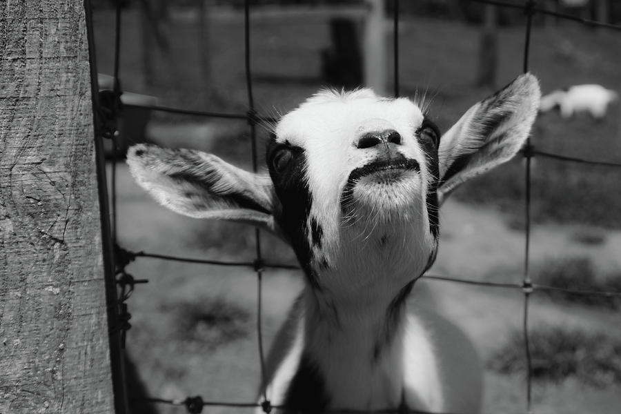 A Goats Smile Photograph by Demetrai Johnson