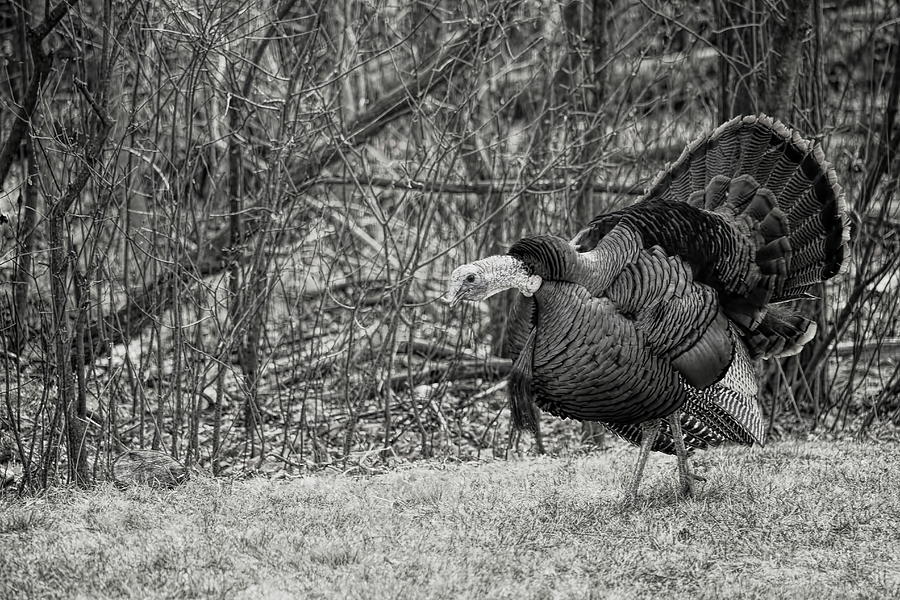 A Gobbling Strutter BW Photograph by Dale Kauzlaric
