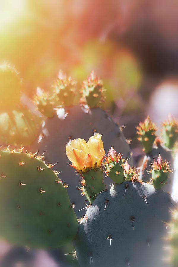 A Golden Cactus Morning  Photograph by Saija Lehtonen