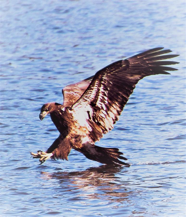 A Golden Eagle Landing On Lake Griffin Photograph by Philip And Robbie Bracco